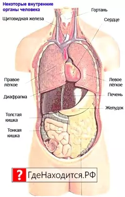 Где находится печень у человека? левый