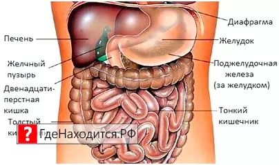 Где находится желудок? желудок