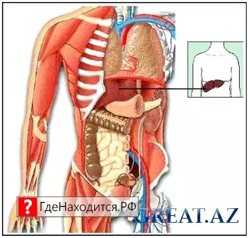 Где находятся печень и почки у человека? находить