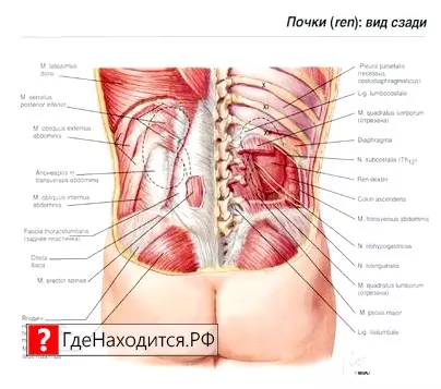 Где находятся печень и почки у человека? находить