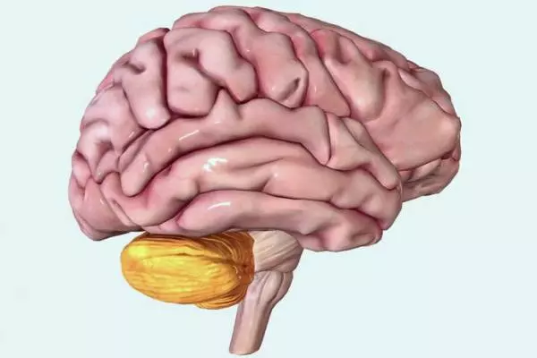 расположение мозжечка на мозге человека