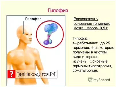 Где находится гипофиз? задний