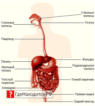 Где находится пищевод? глотка