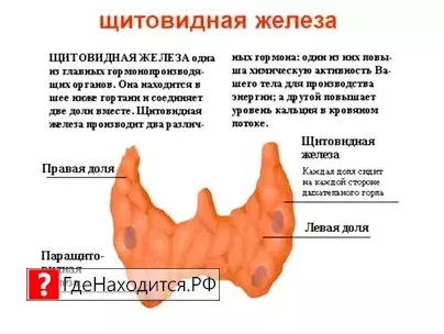 Где находится щитовидная железа у человека? человек
