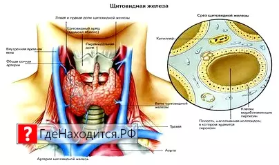 Где находится щитовидная железа у человека? дать