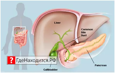 Где находится желчь? печень