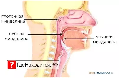 Где находятся гланды? гланда