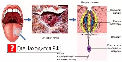 Где находятся вкусовые рецепторы у человека? человек