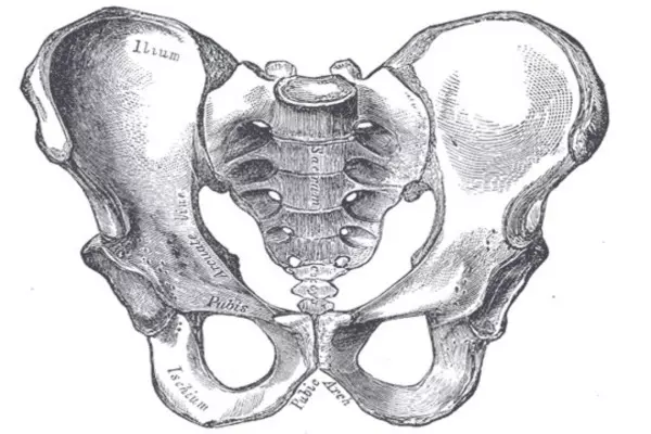 иллюстрация анатомичейская подвздошной кости