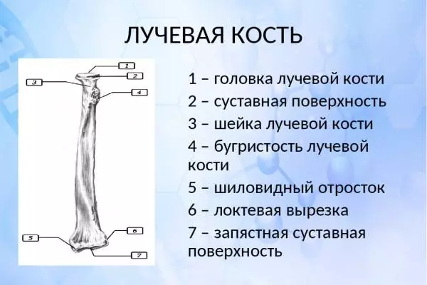 составные части лучевой кости