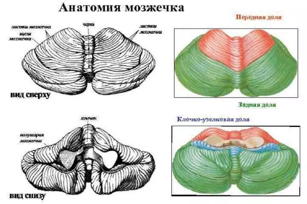 анатомия мозжечка