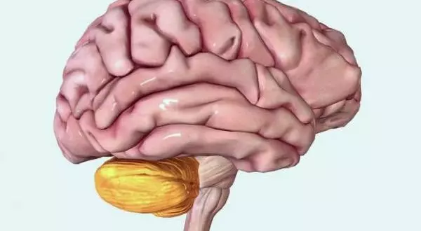 расположение мозжечка на мозге человека