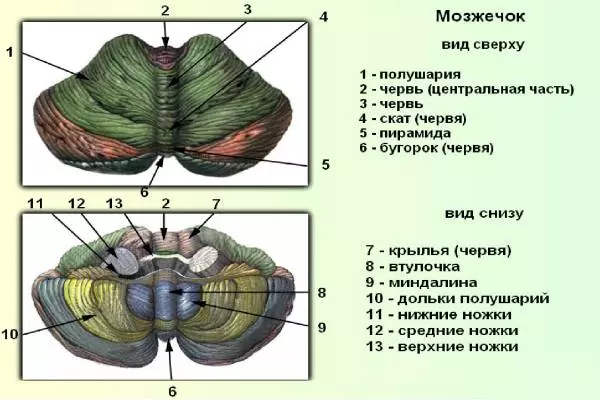 план-схема мозжечка