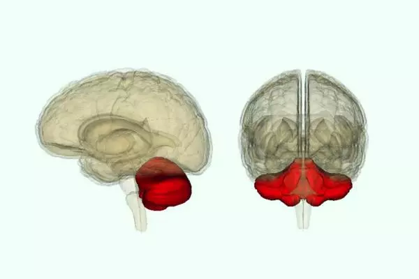 мозжечок на сторонах головного мозга