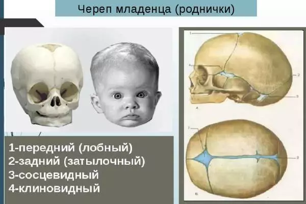 детский череп и роднички на нем