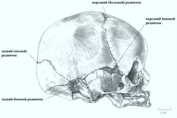 боковой вид на анатомию родничка младенца
