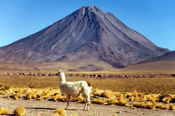 альпака и горы Анды в пустыне Атакама