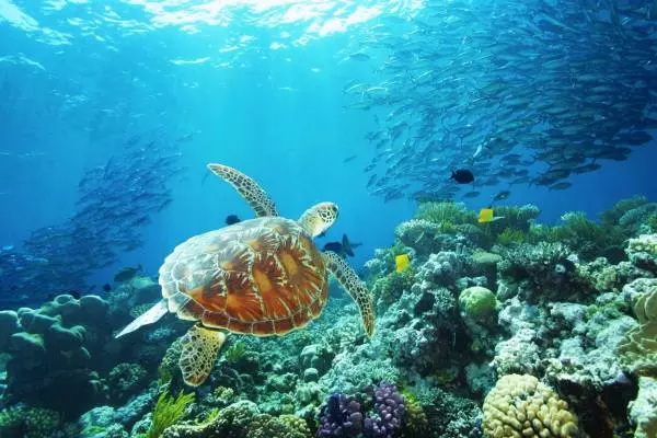рыбы и черепахи в Большом Барьерном рифе