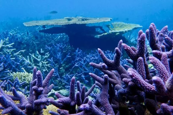 кораллы Большого Барьерного рифа