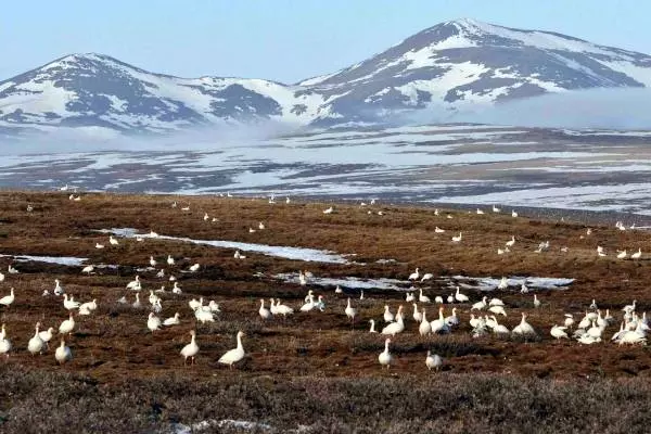 много белых гусей на острове Врангеля