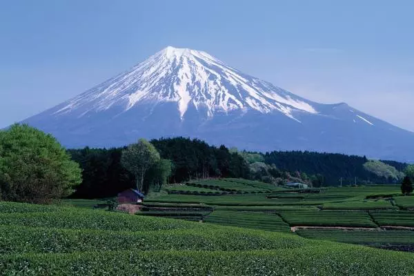 зеленое поле и гора Фудзи