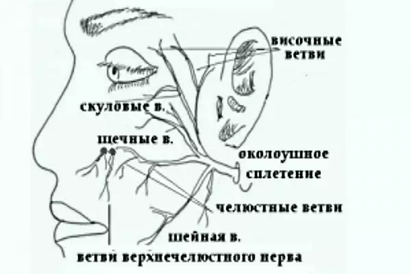ветки лицевого нерва