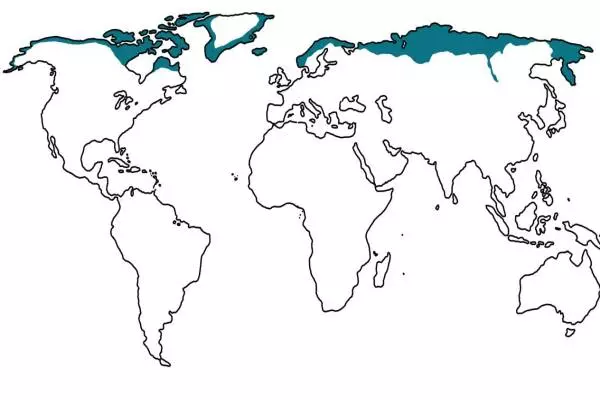 тундра на карте мира